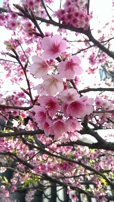 圖檔