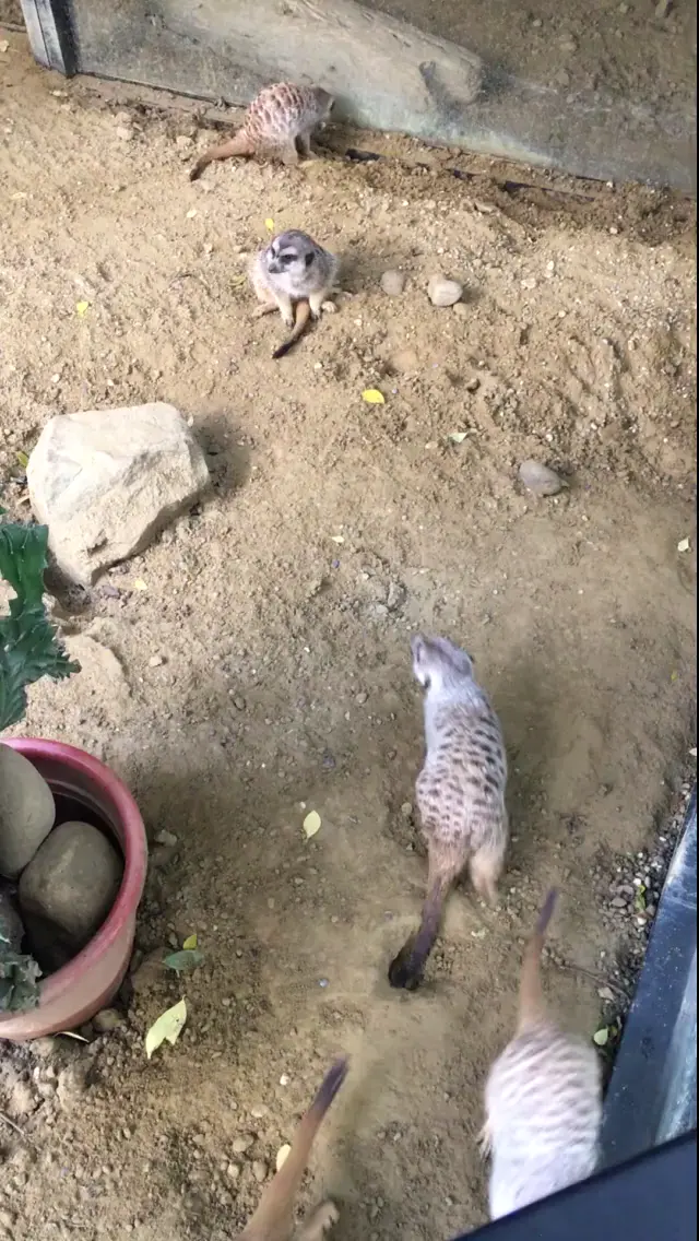 圖檔
